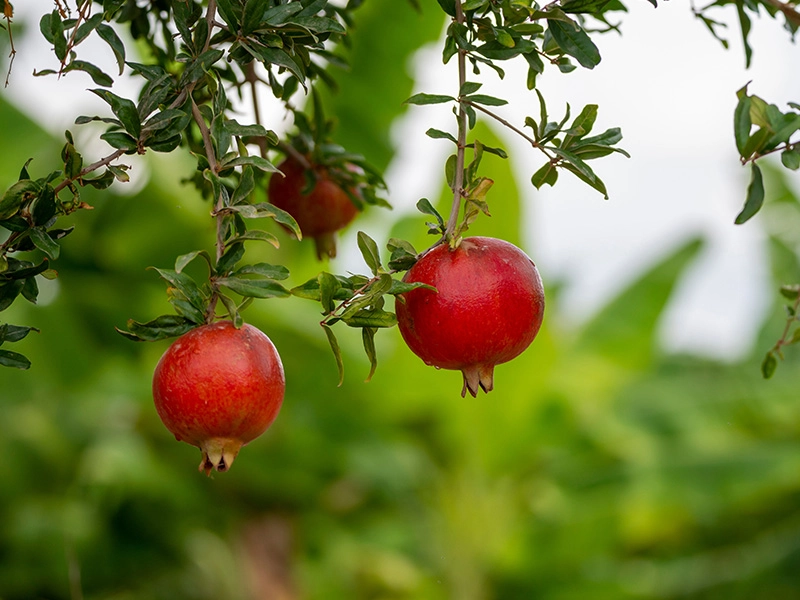 I benefici del succo di melograno: la scelta perfetta per una vita sana